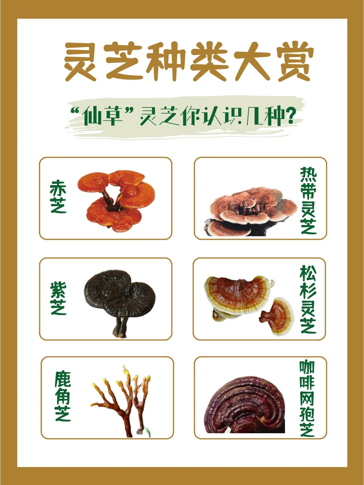 灵芝补气助眠,调理五脏,你认识哪几种?