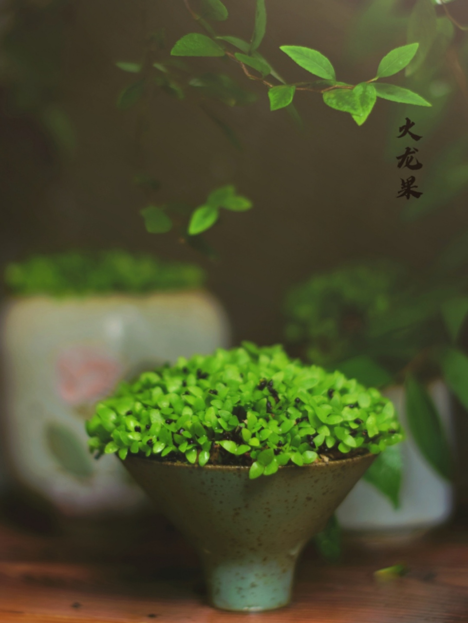 芒种|骤雨初歇,火龙果小盆栽 火龙果种子种成小盆栽[害羞][害羞][害羞