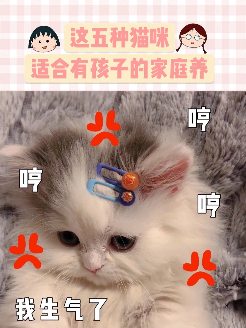 家庭幽默大赛小猫咪图片