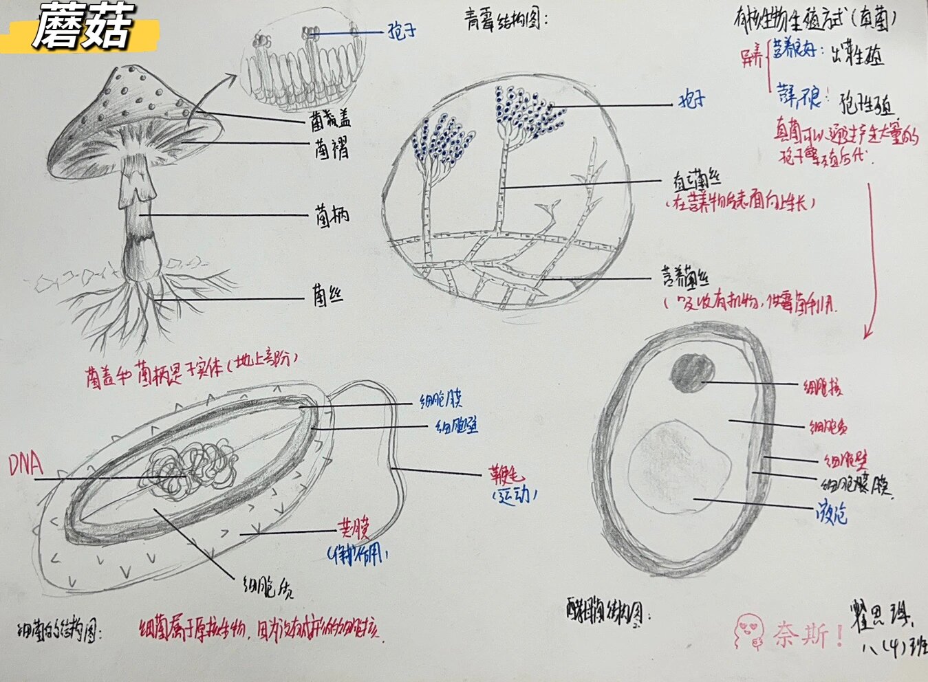 食用真菌的形态结构图片