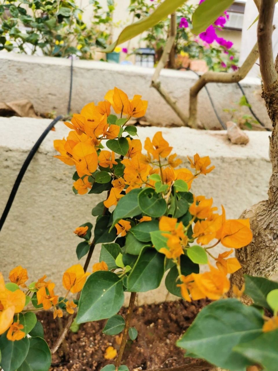 黄色系三角梅 黄色系三角梅,图一绿叶浅黄,图二暗斑柠檬黄,图三重瓣黄