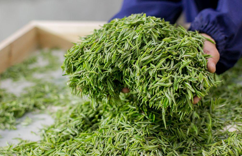 青春的奋斗者 的想法: 贵州普定朵贝贡茶 | 贵州普定朵贝贡茶是一款