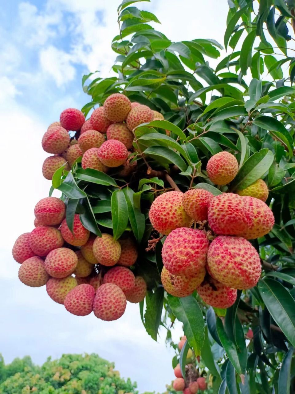 一串!大!荔枝! 仙桃荔枝,华南农业大学研究成果:仙桃荔!