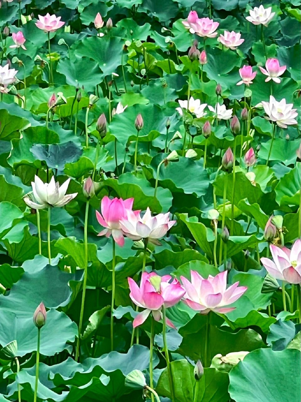【百色半岛公园】 夏至未至 荷花亦开03