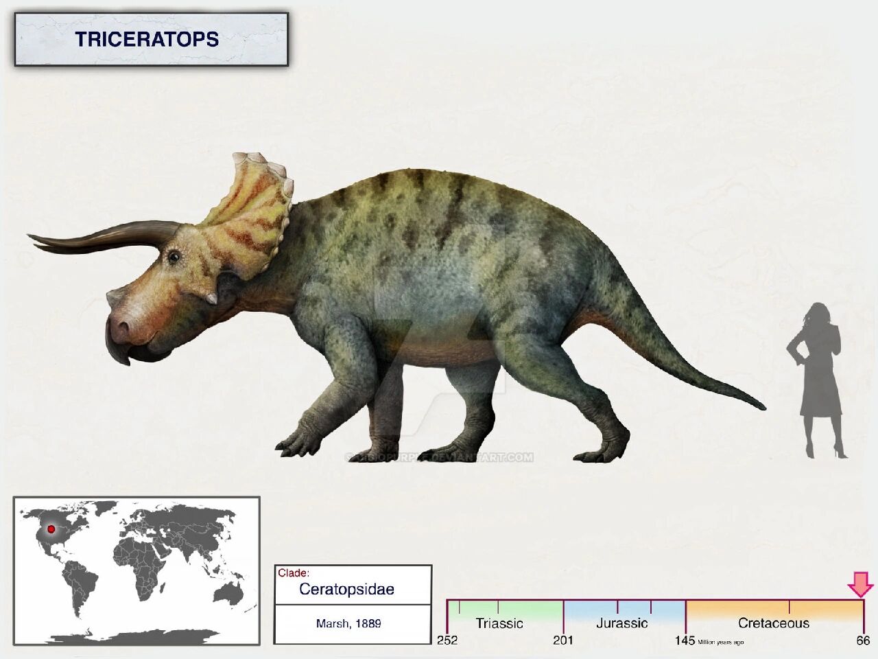 三角龙 褶皱三角龙 triceratops horridus 恐龙总目