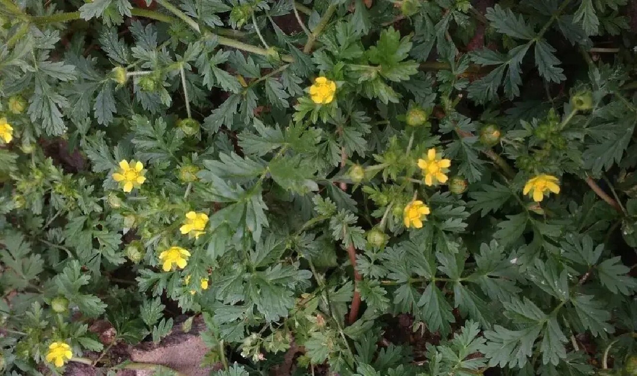 是一种很常见的非常好吃的野菜.