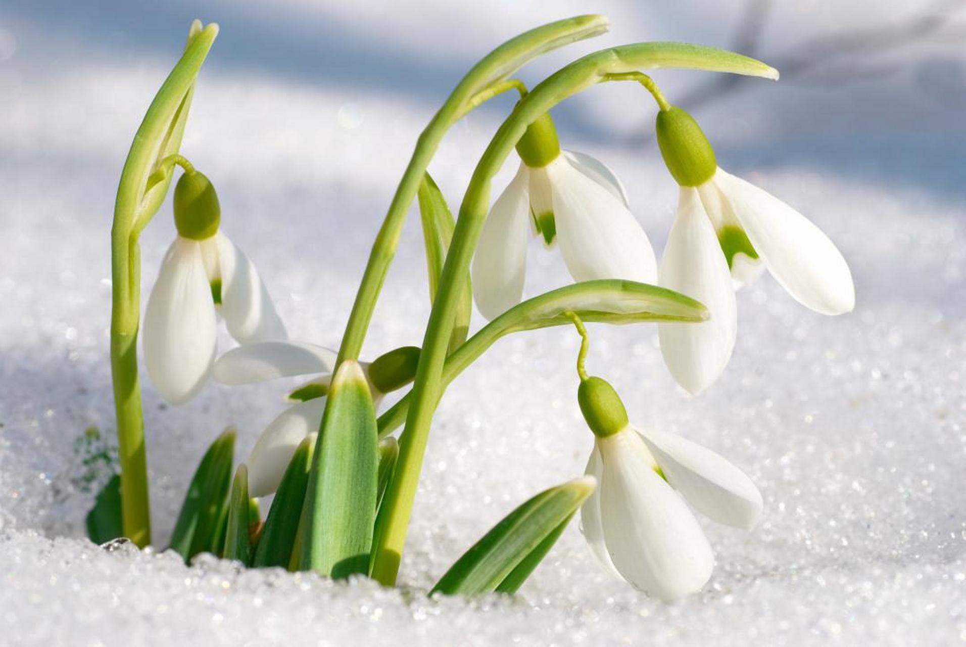 雪滴花吊坠图片