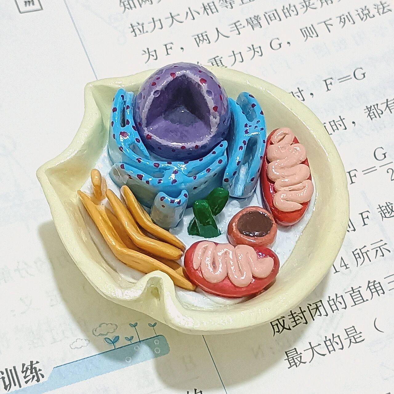 动物细胞模型 老师布置的作业就捏了捏