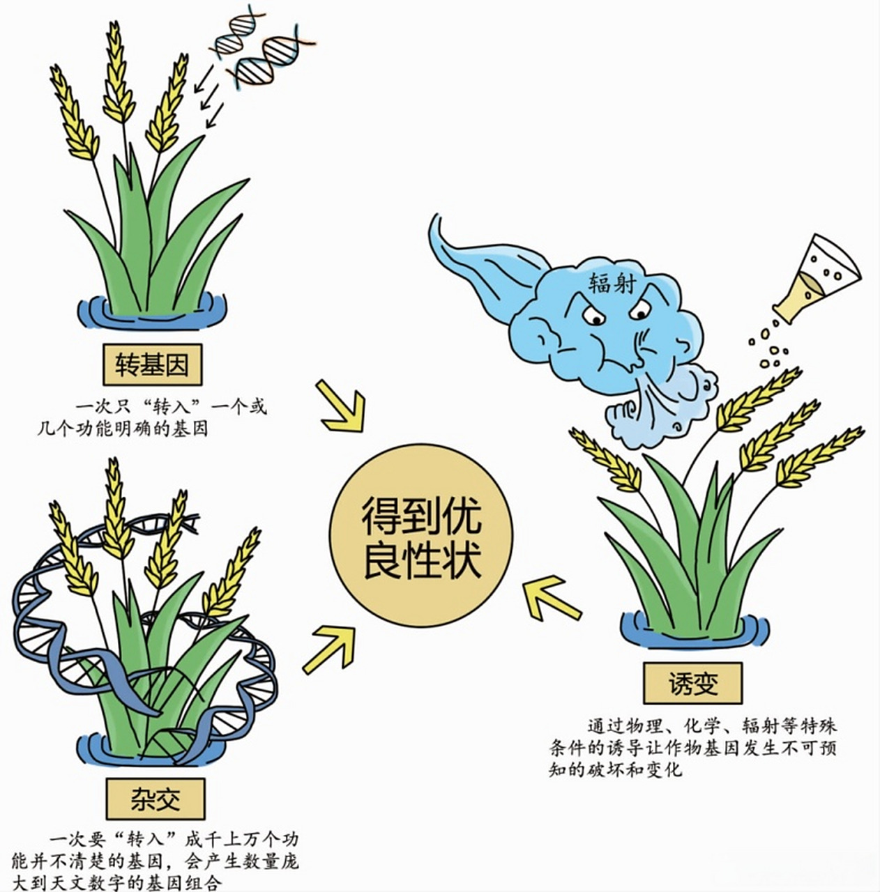 带你了解转基因# 【转基因育种与杂交育种,诱变育种有何差别?