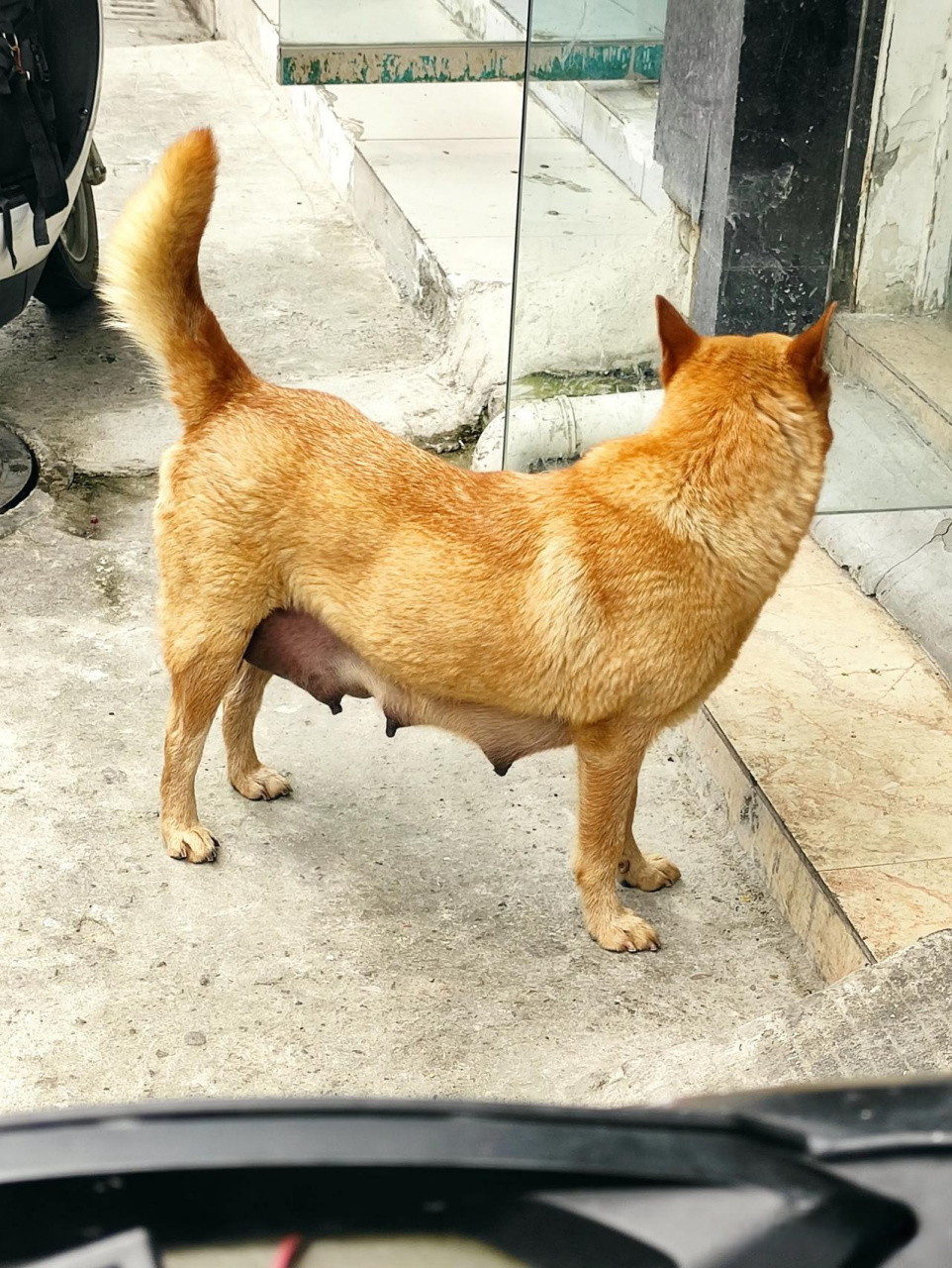 我的店在台州的城中村,今天在上班,看到一只大黄狗,这黄狗貌似是母的