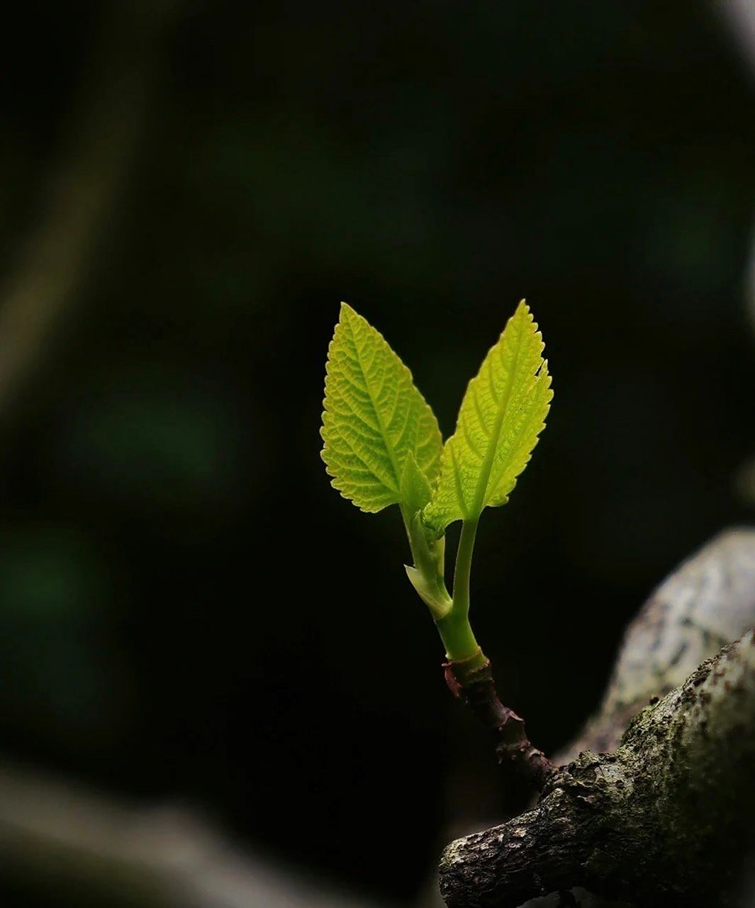 " 老树发新芽,枯木又逢春 . "