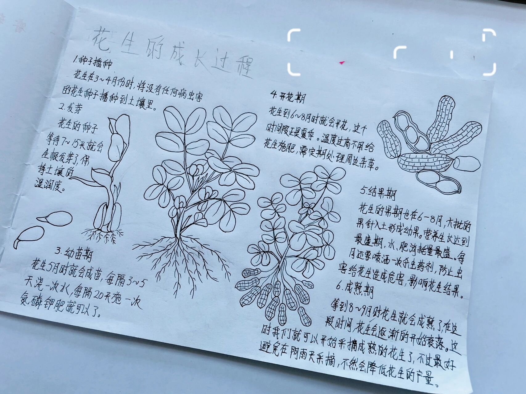 原创自然笔记花生
