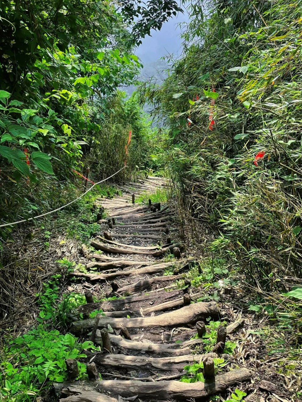 每周一山|成都赵公山 一座修狗都能登顶的山 7215赵公山 青城山
