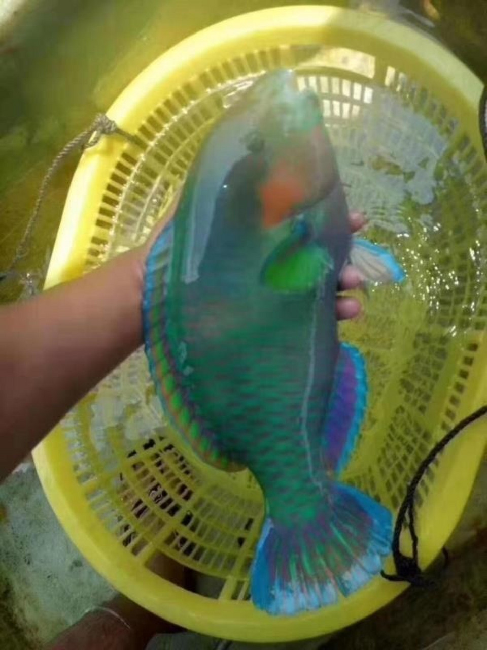 做法步骤: 1,青衣鱼收拾干净,用流水冲去鱼肚和