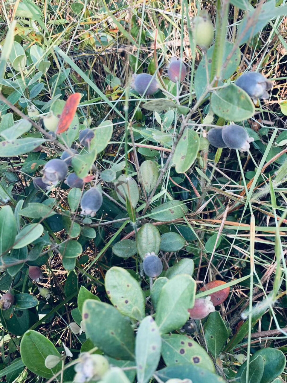 此野果学名叫桃金娘,我们这里叫捻仔果,有同样喜欢它的花和果实的小盆