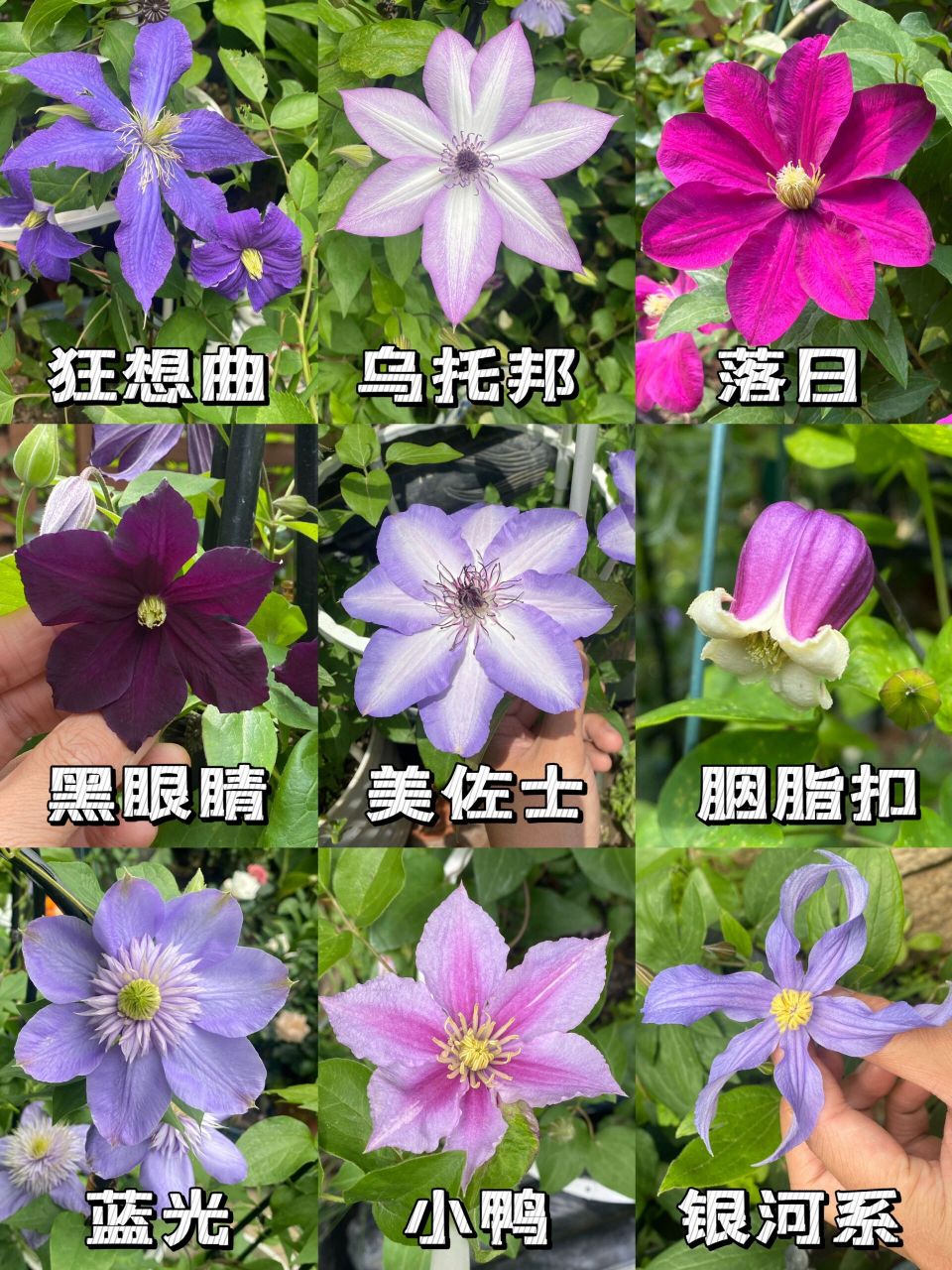 第二波铁线莲 记录一下小院里第二波盛开的铁线莲～ 	 1.