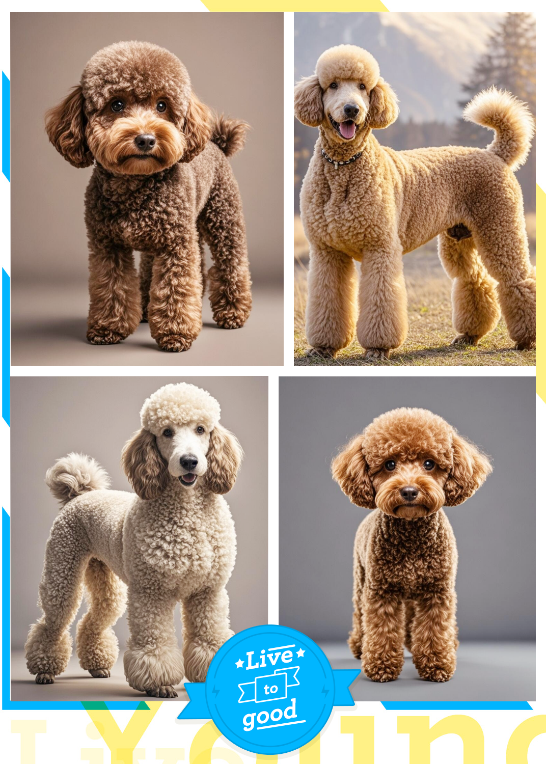 贵宾犬其实就是泰迪哦