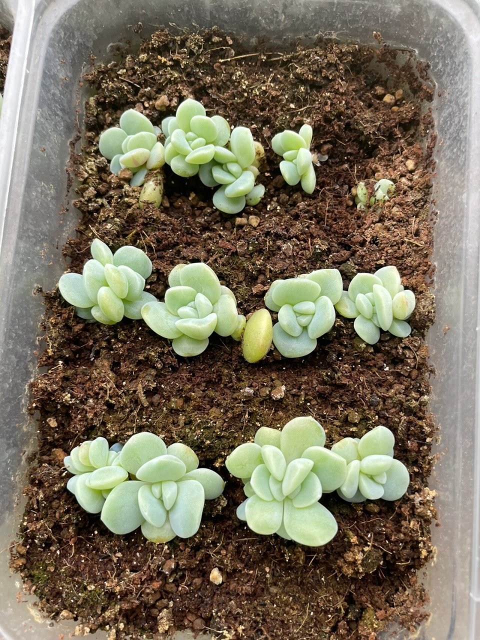 多肉植物【叶插养护之冰玉】 #多肉控#  #多肉冰玉# #多肉叶插# 个人
