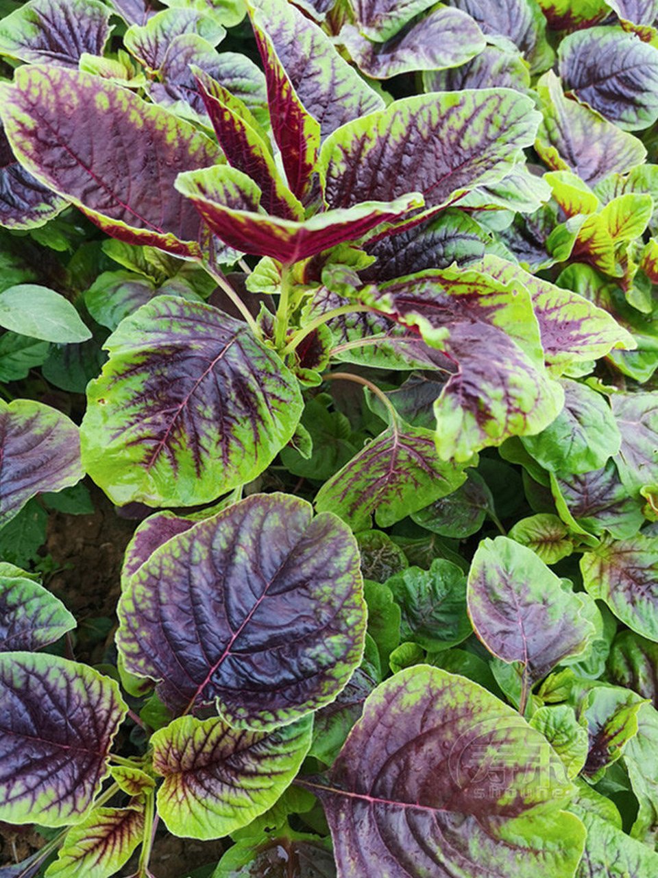 夏天的叶菜珍品—苋菜,阳台上要如何种?