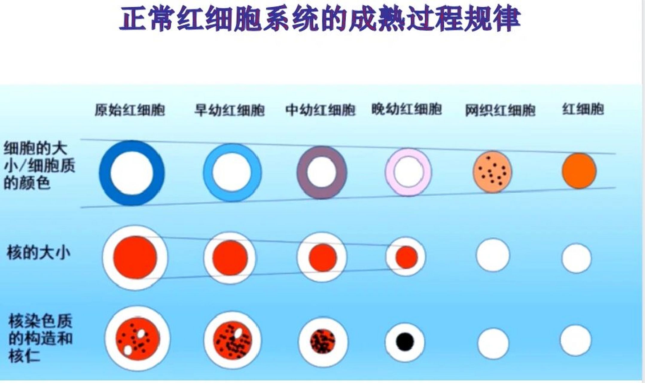 血细胞发育演变规律图图片