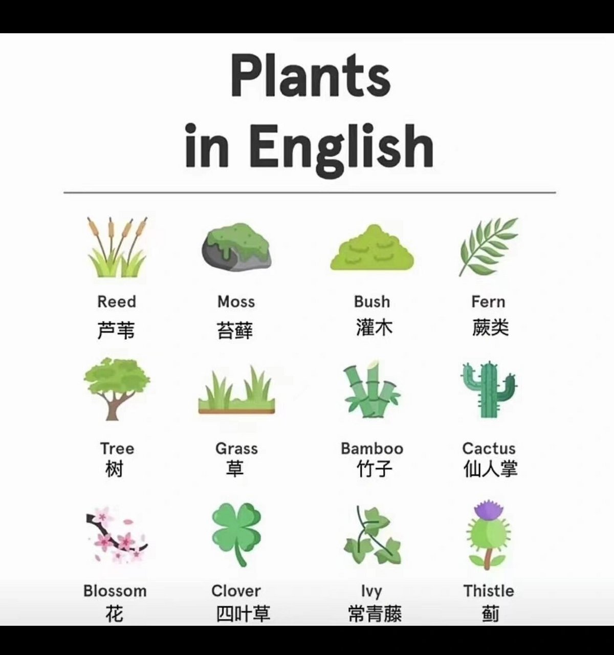 植物词汇你知多少?