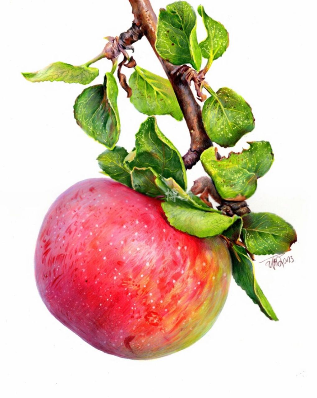 彩铅苹果