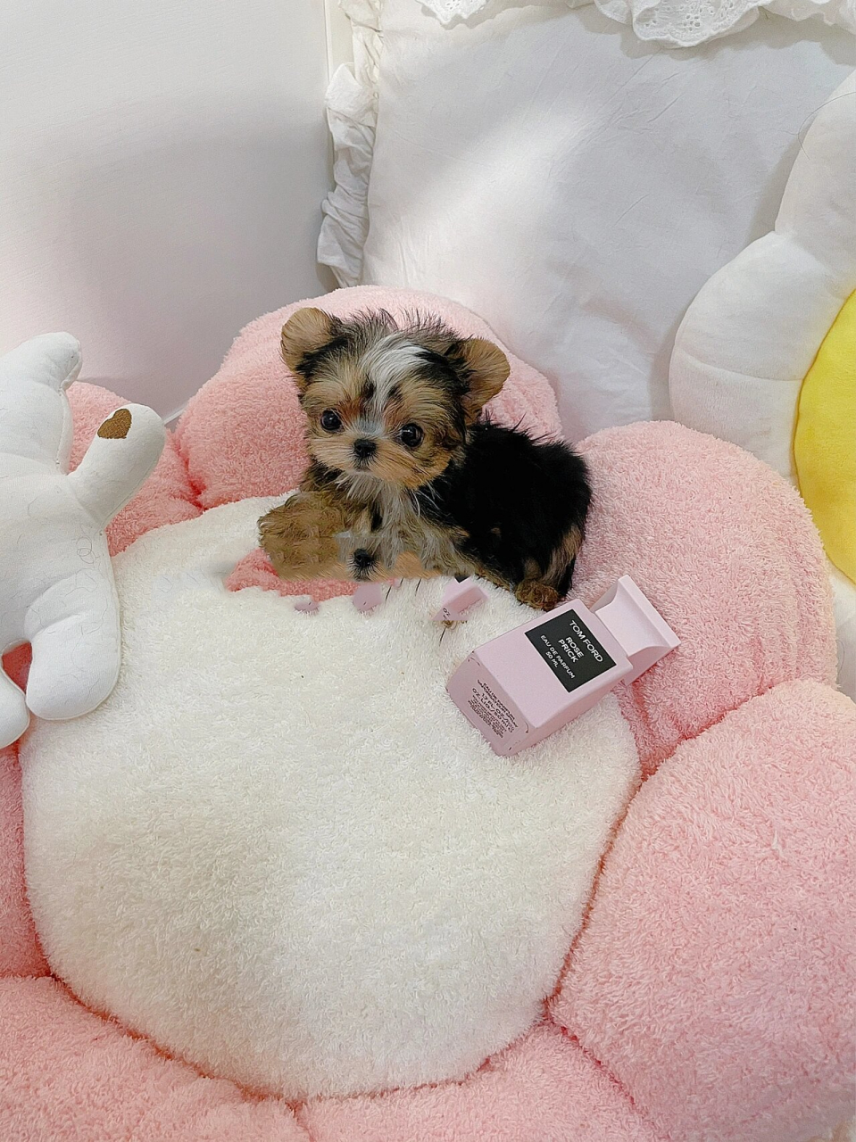 约克夏|花色约克夏的可爱(超超超小) 已有新家的小弟弟 花妹妹同窝