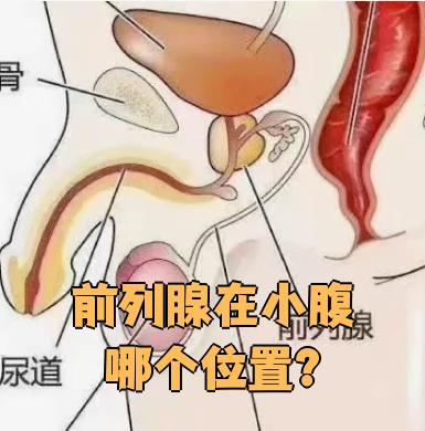 前列腺在小腹哪个位置?