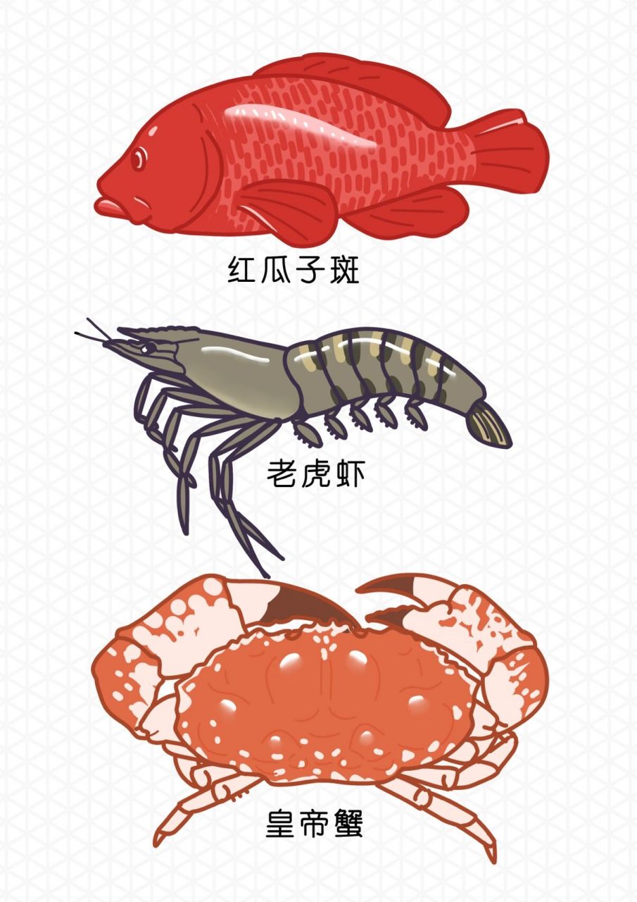 最精美的海鲜简笔画6015不收藏后悔0505