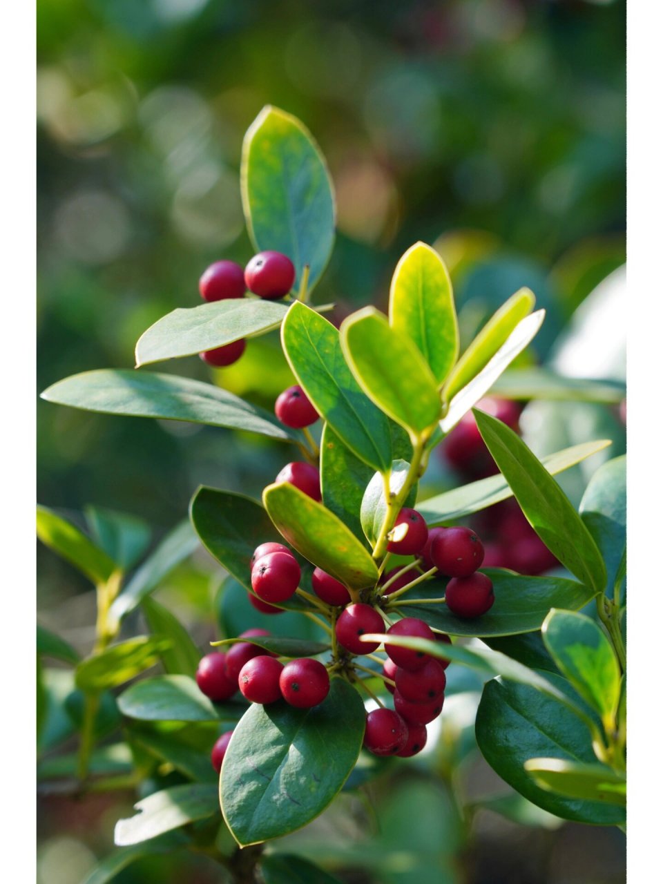 圆叶枸骨|无刺枸骨 圆叶枸骨,冬青科冬青属常绿灌木乔木植物枸骨的