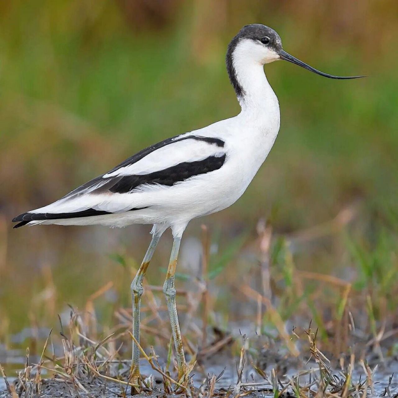 反嘴鹬 #保护动物# #鸟类# #观鸟# #反嘴鹬#