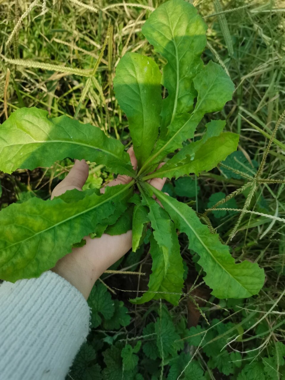 可以看下图4,是开花的蒲公英.