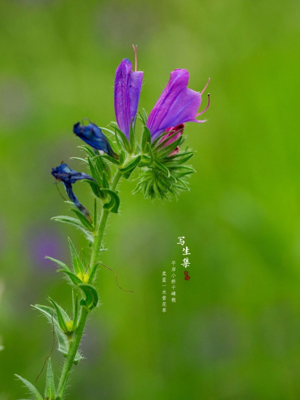 蓝蓟|写生集|六月的花 【花语】 蓝蓟的花语是老天保佑.
