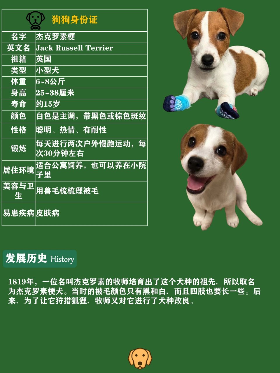 9595 99 起源:杰克罗素梗,源自英国,被设计成狩猎小动物的专业