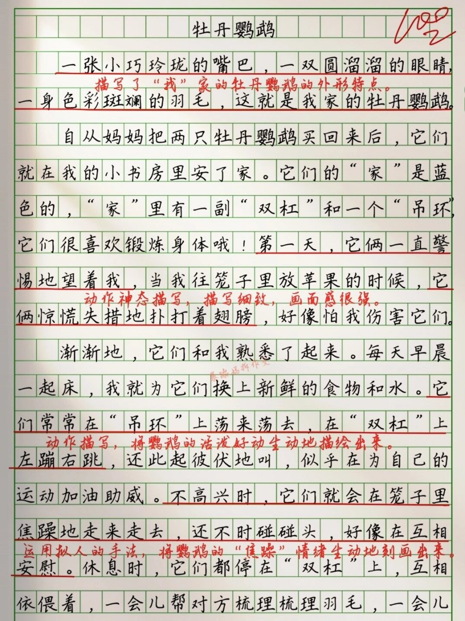 拆解小学生优秀作文《牡丹鹦鹉》 🍀小作者观察细致,本文扣住鹦鹉在