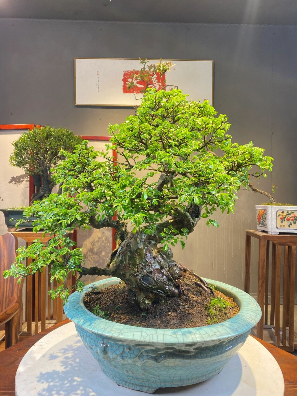 每日植物的养护技巧分享 榆树盆景养护 97榆树 (学名:ulmus pumila