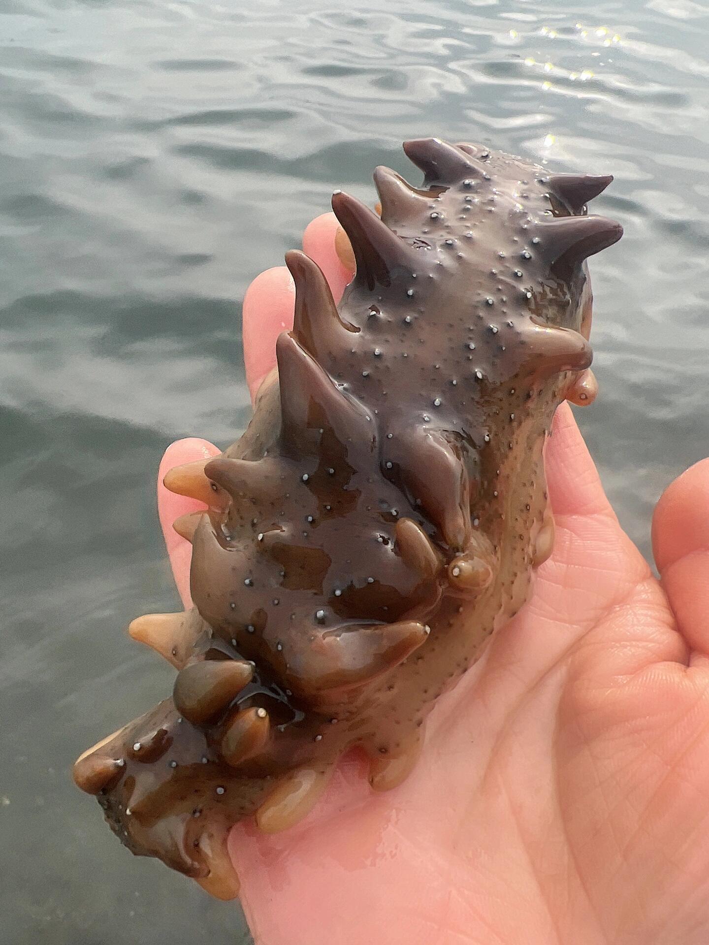 海参广布于世界各海洋中,我国南海沿岸种类较多,同人参,燕窝,鱼翅