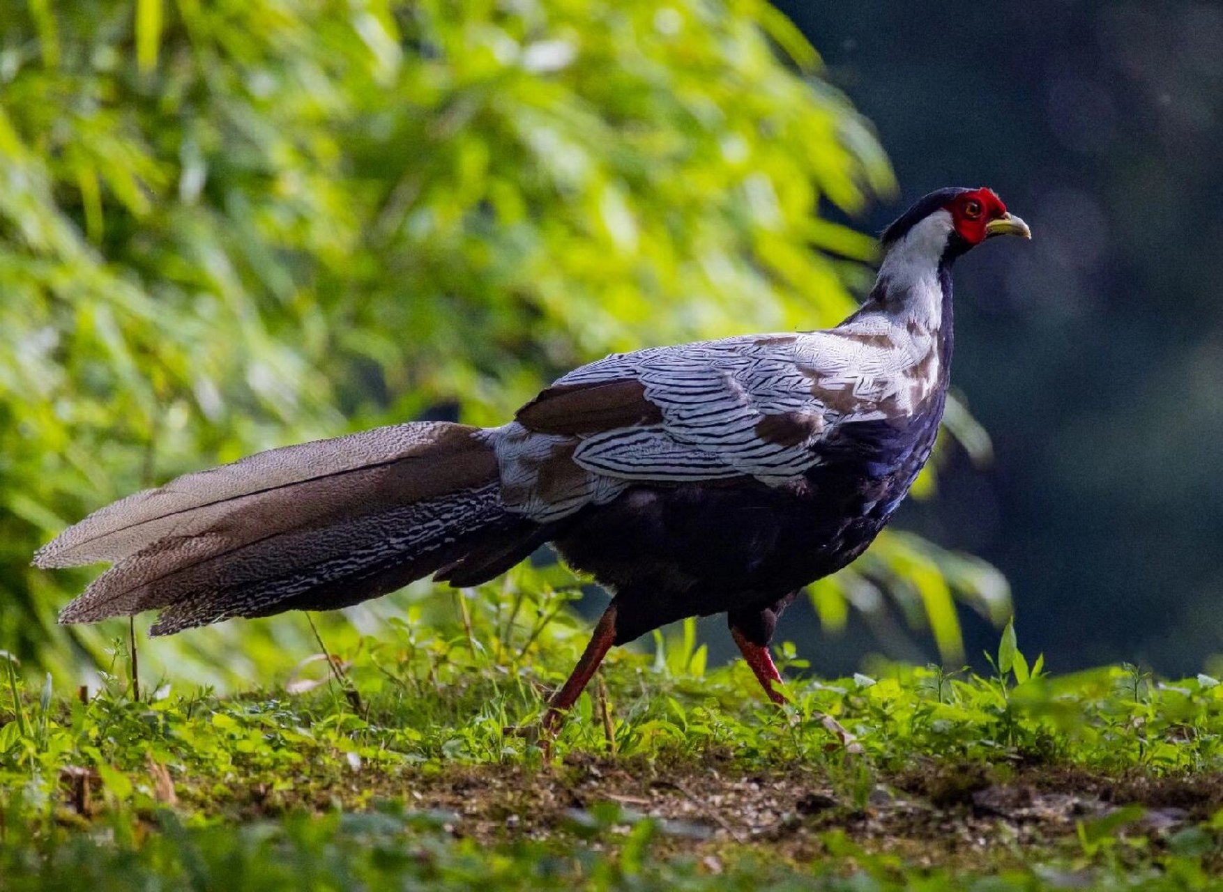 1——无危(lc). 列入中国《国家重点保护野生动物名录》二级
