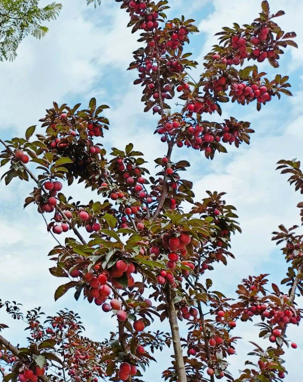 在小区门口发现的一棵野李子树,红红通通的果子一串一串的挂在树上