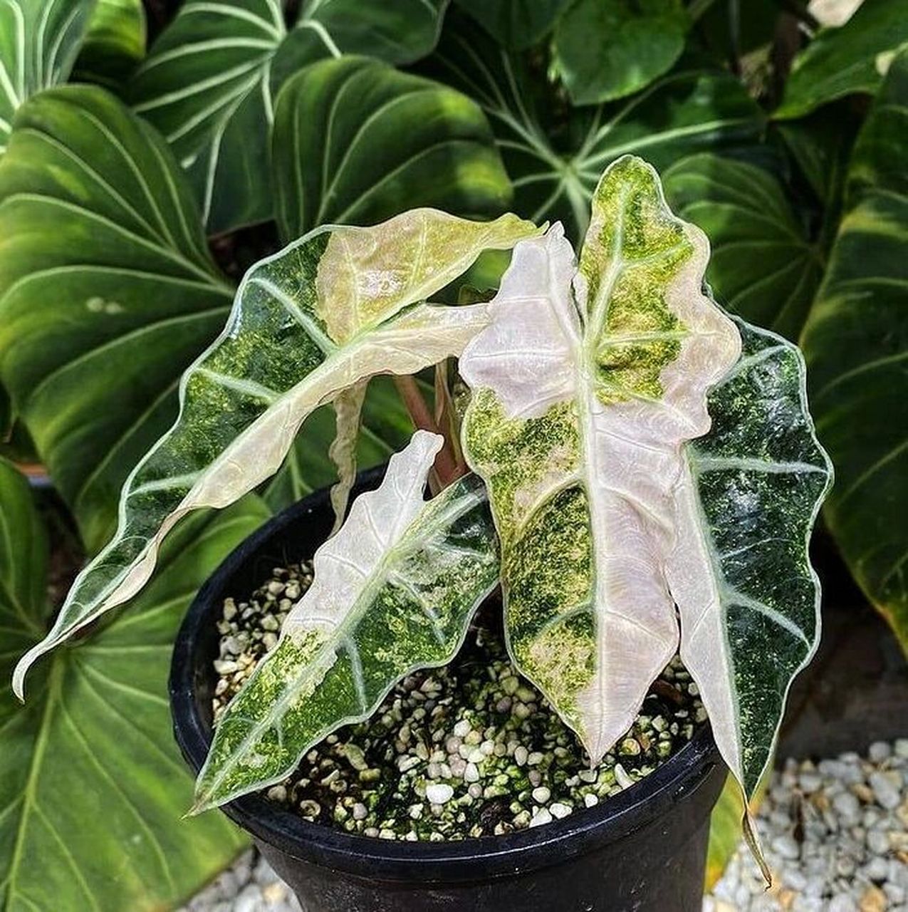 海芋属锦化彩叶图鉴索引94稀有热带植物 alocasia macrorrhiza