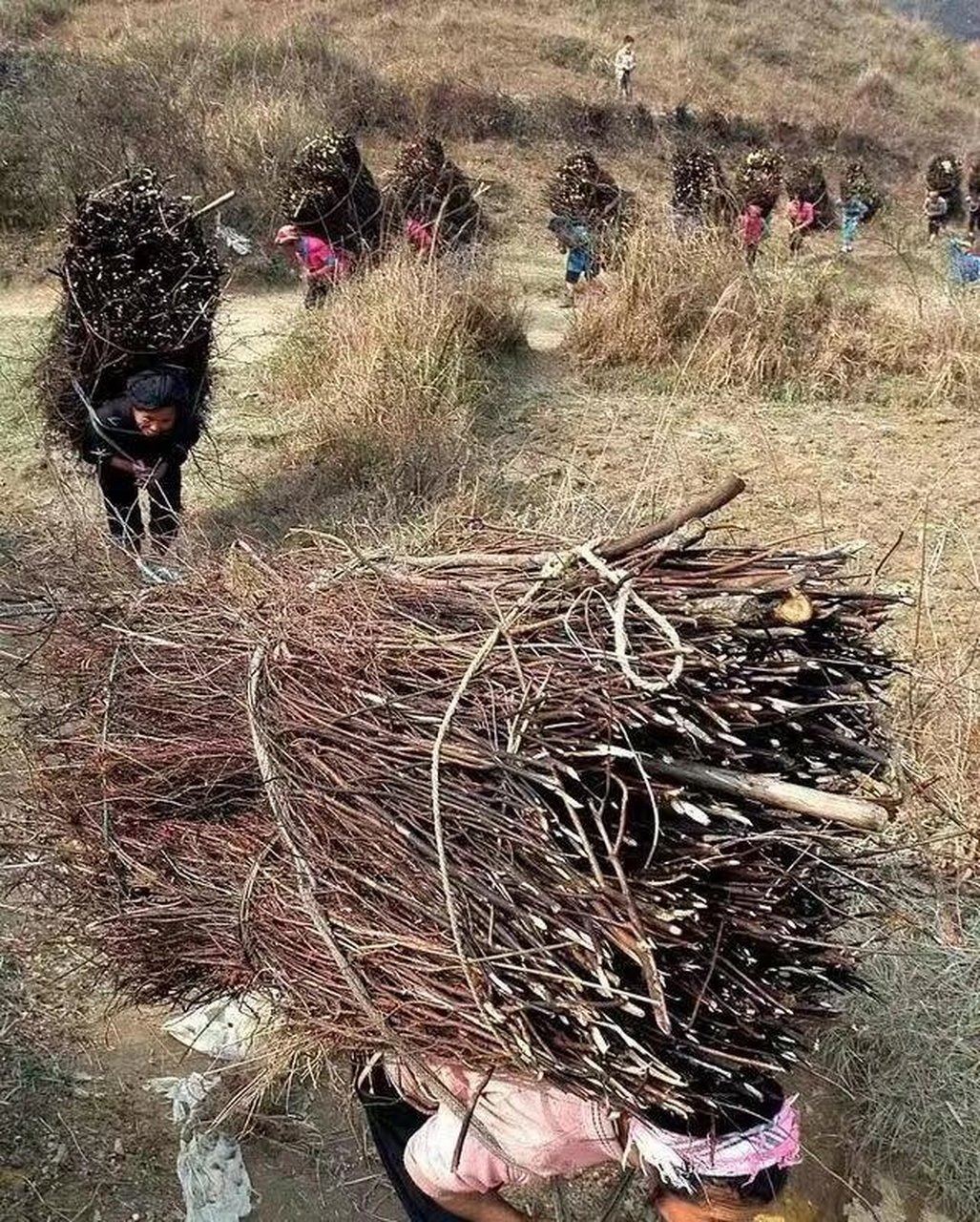 小时候砍柴的图片图片