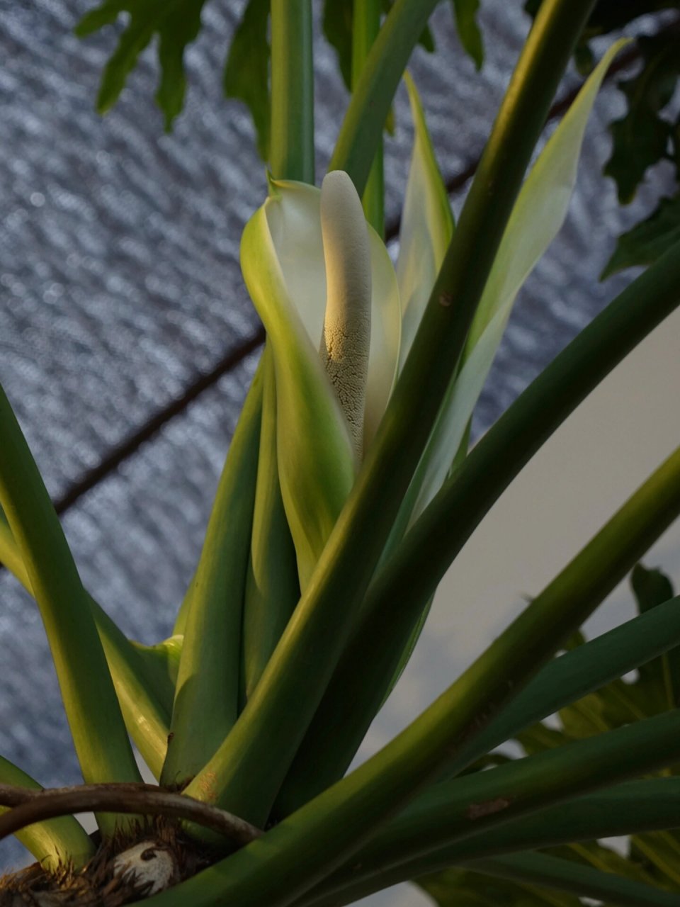 今天发现龙鳞春羽不仅发新叶了,还开了花. 是生活中的趣味