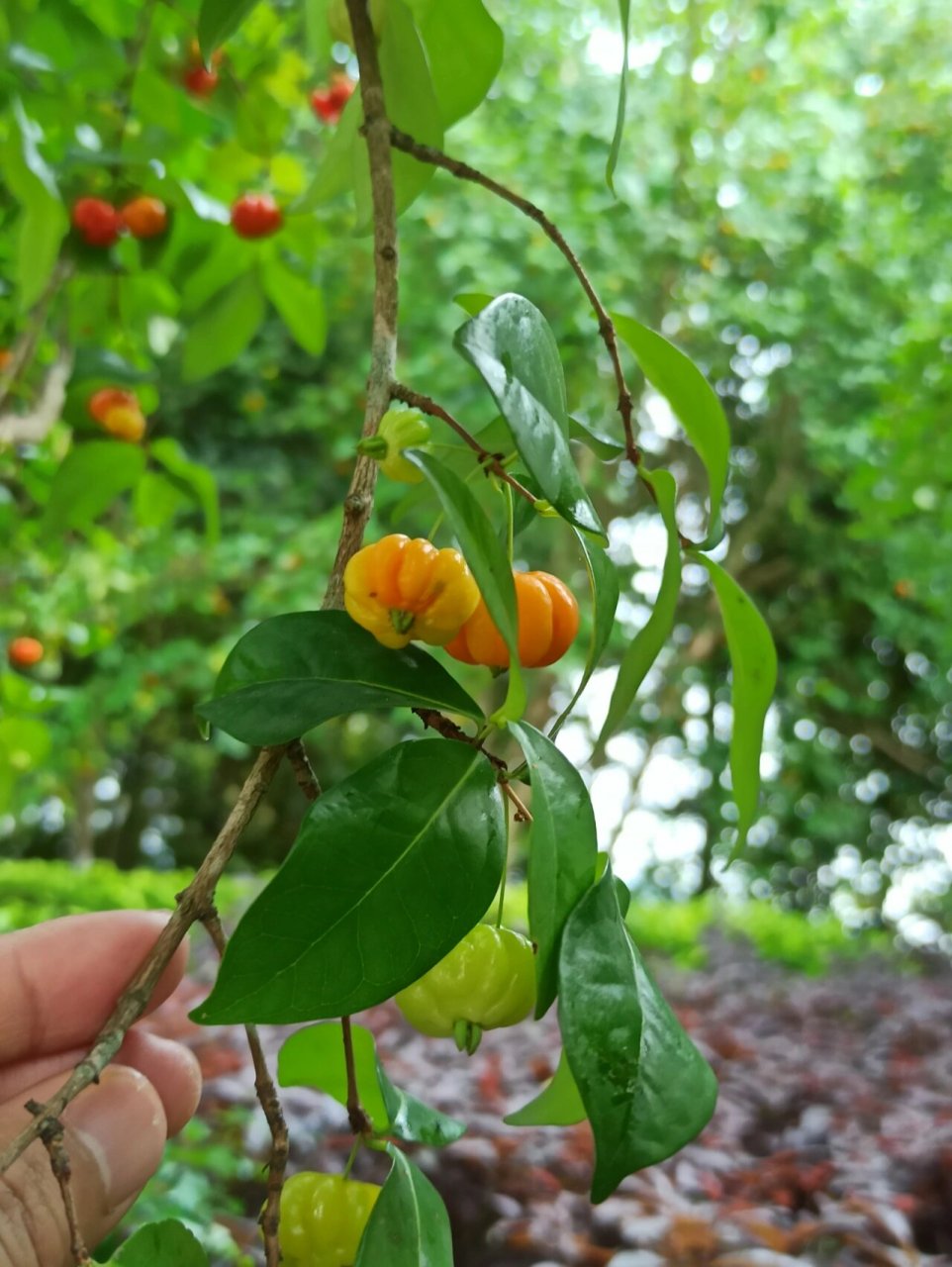 果子像灯笼的植物图片