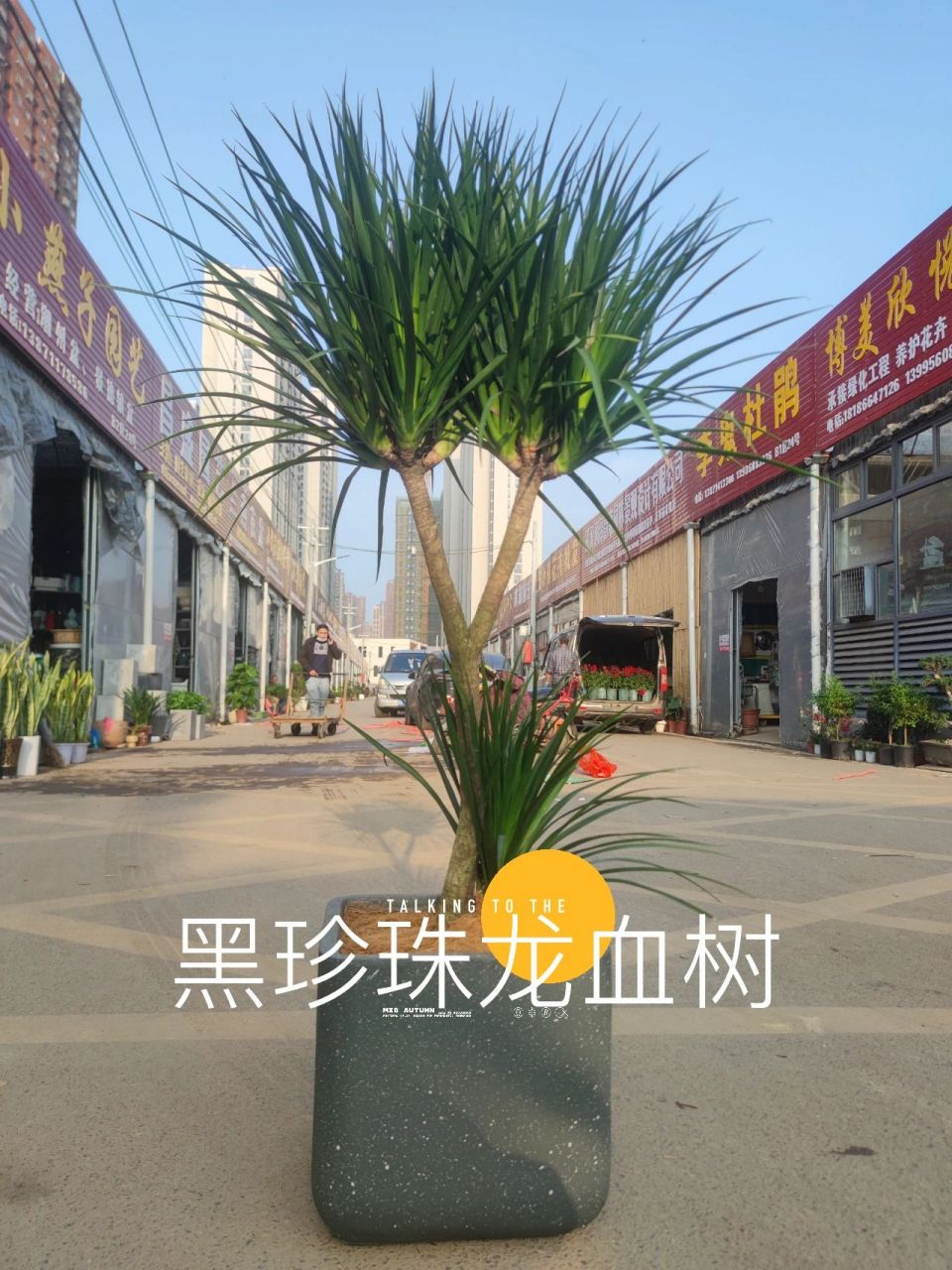 黑珍珠龙血树‖最长寿的树之一 花语:延年益寿   多福   健康 这款