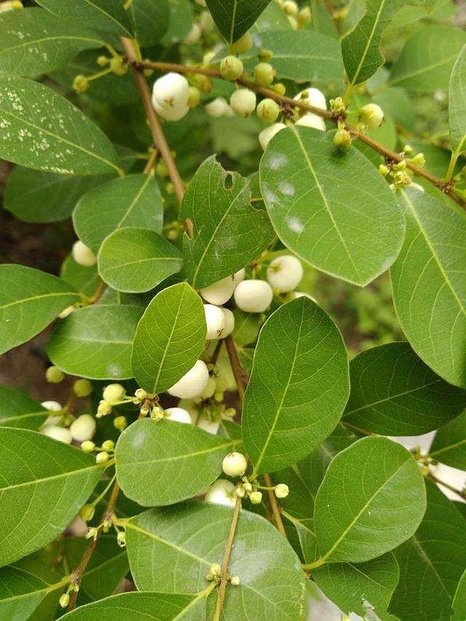 鱼眼木～白饭树 白饭树是大戟科白饭树属灌木.