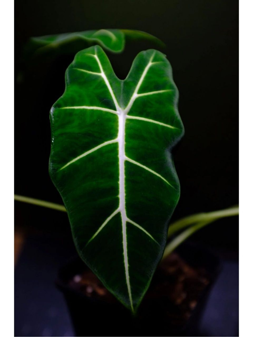 绿天鹅绒海芋(alocasia frydek)是天南星科,海芋属多年生草本植物