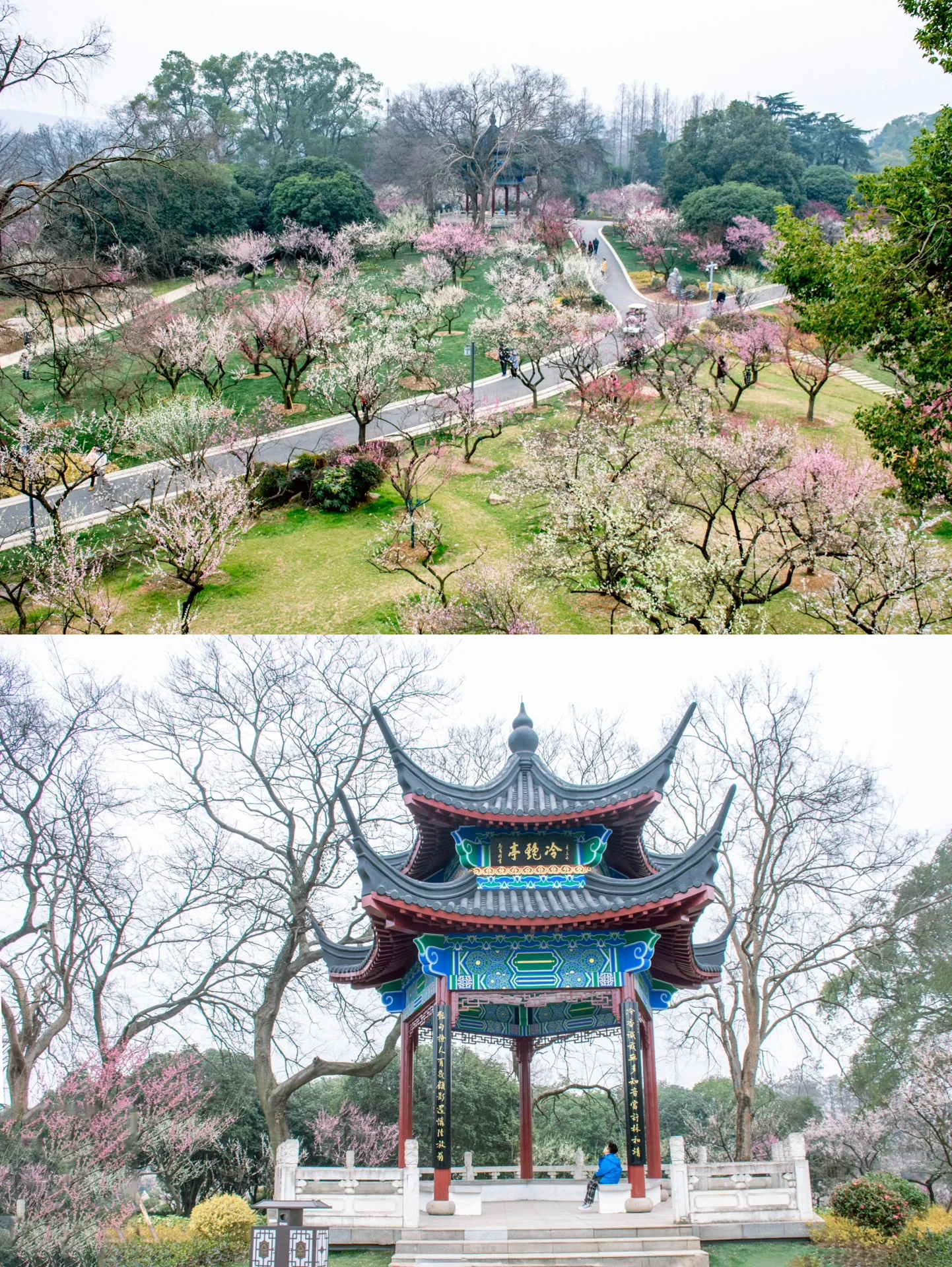 拍摄地点:武汉东湖梅园94东湖梅园园中能观赏的梅花达360余种,别