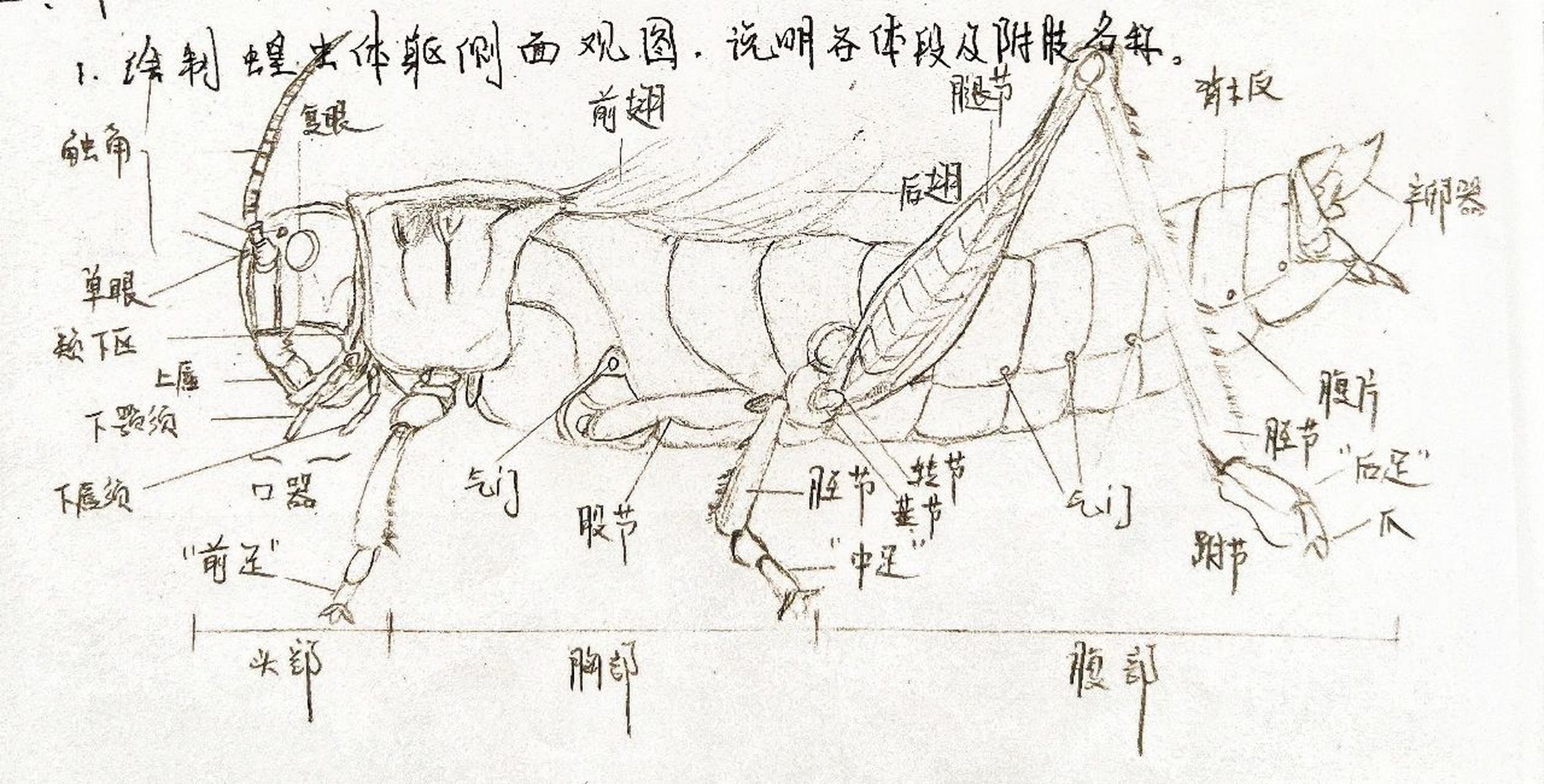 图4～5:蝗虫整体图参考资料 图6:蝗虫头部结构 图7:蝗虫触角结构