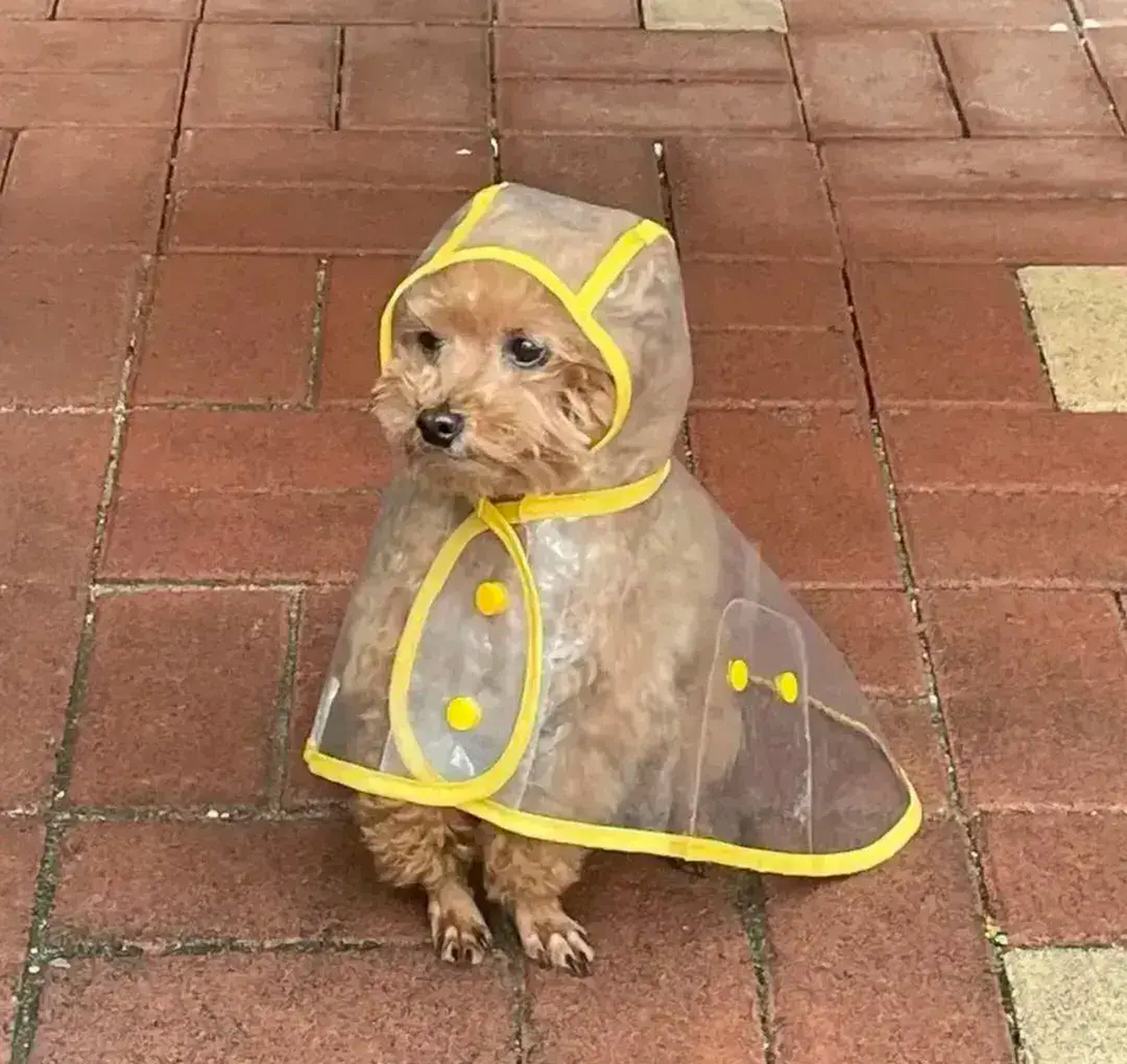 就为它量身定做了一件小雨衣,  我想主人会这么做,也许狗狗经常冒雨等