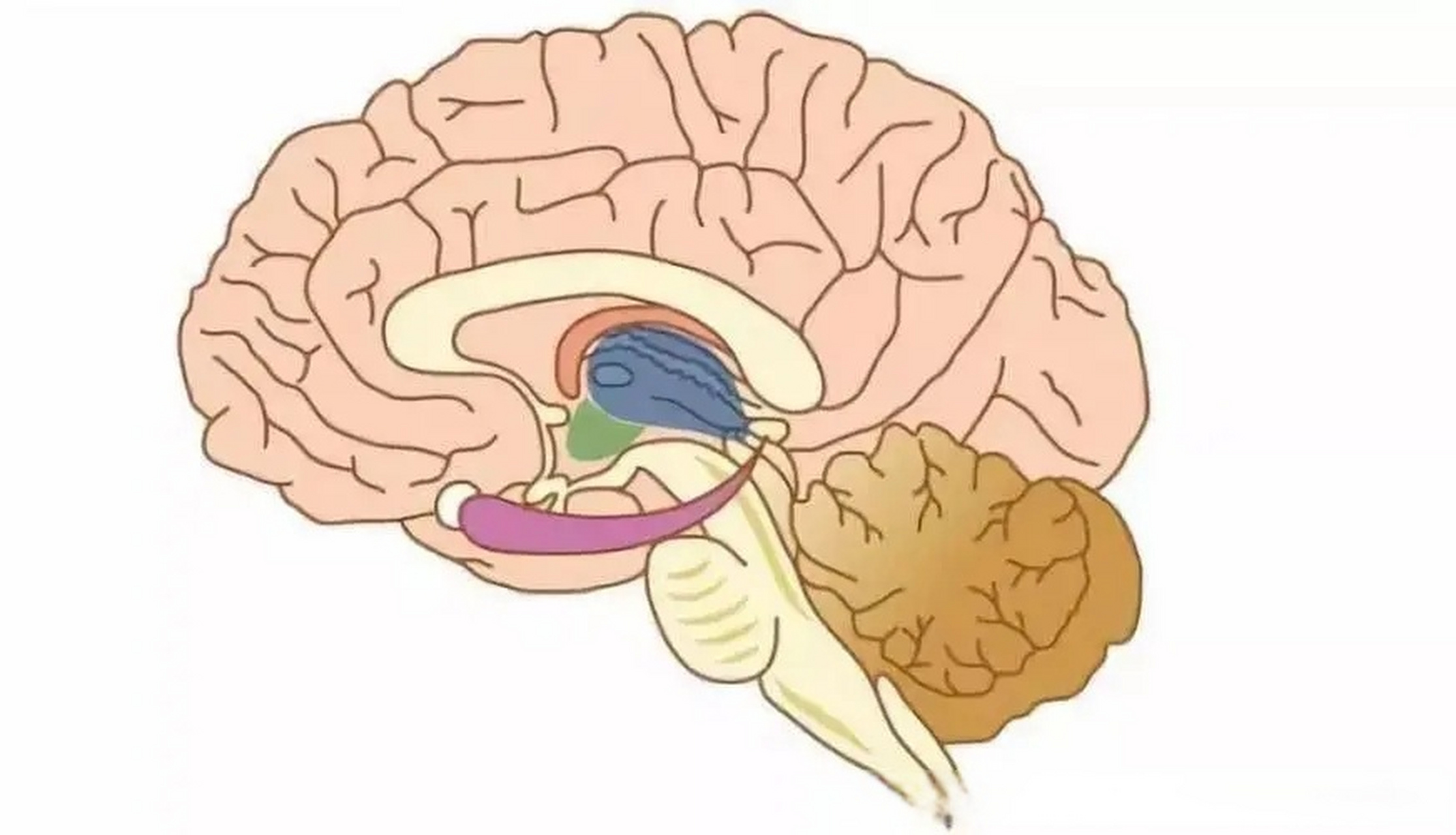 癲癇是一種神經